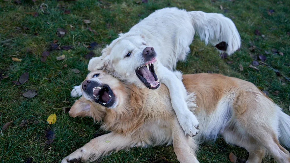 English Cream Golden Temperament