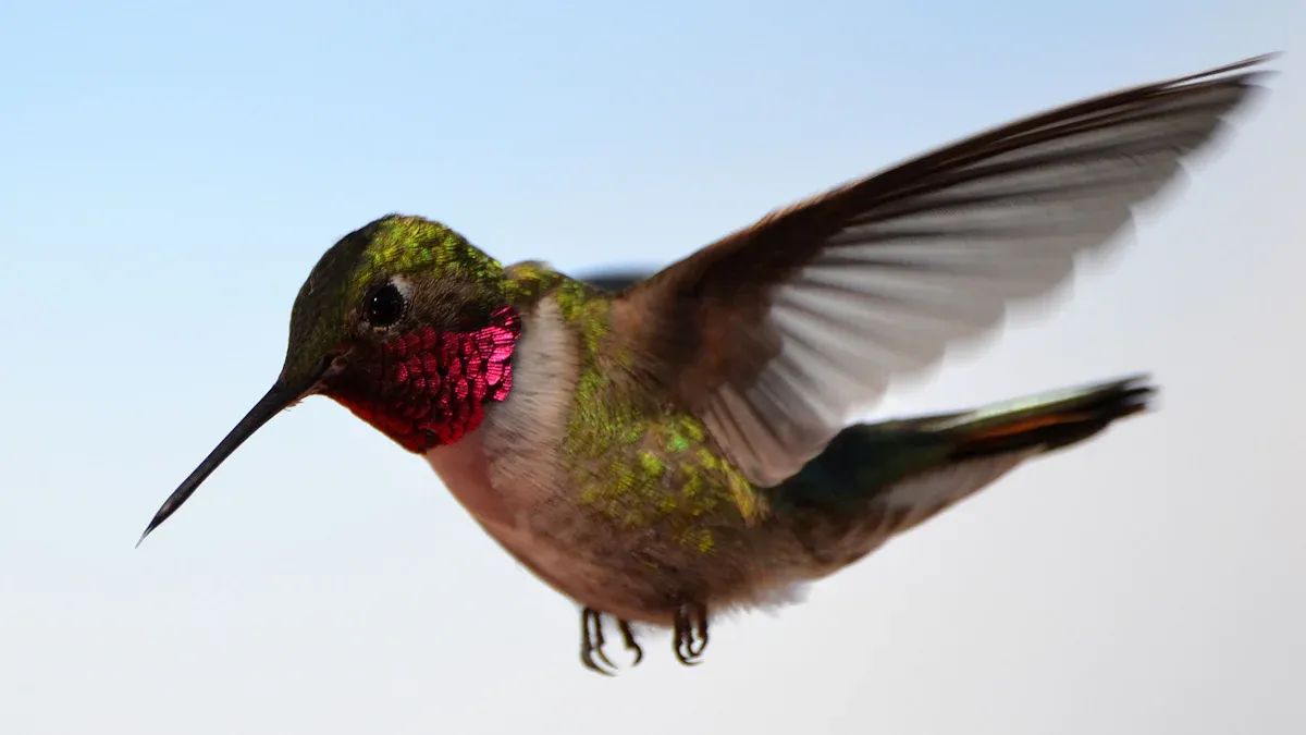 Key Hummingbird Identification Features