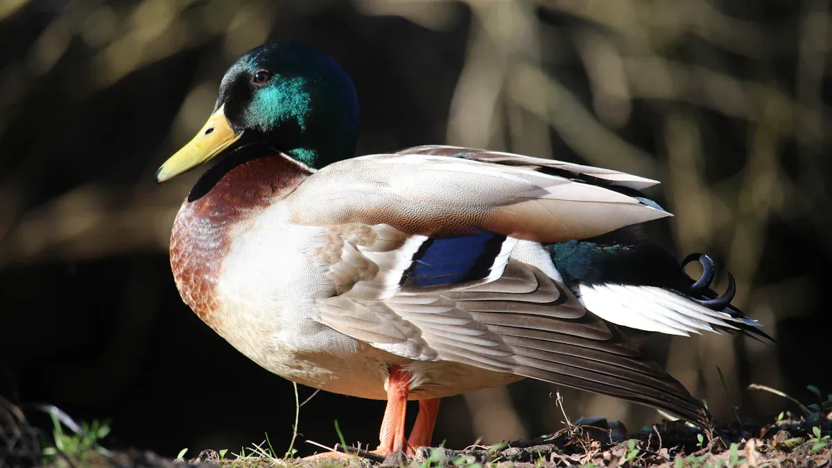 Duck Identification Basics