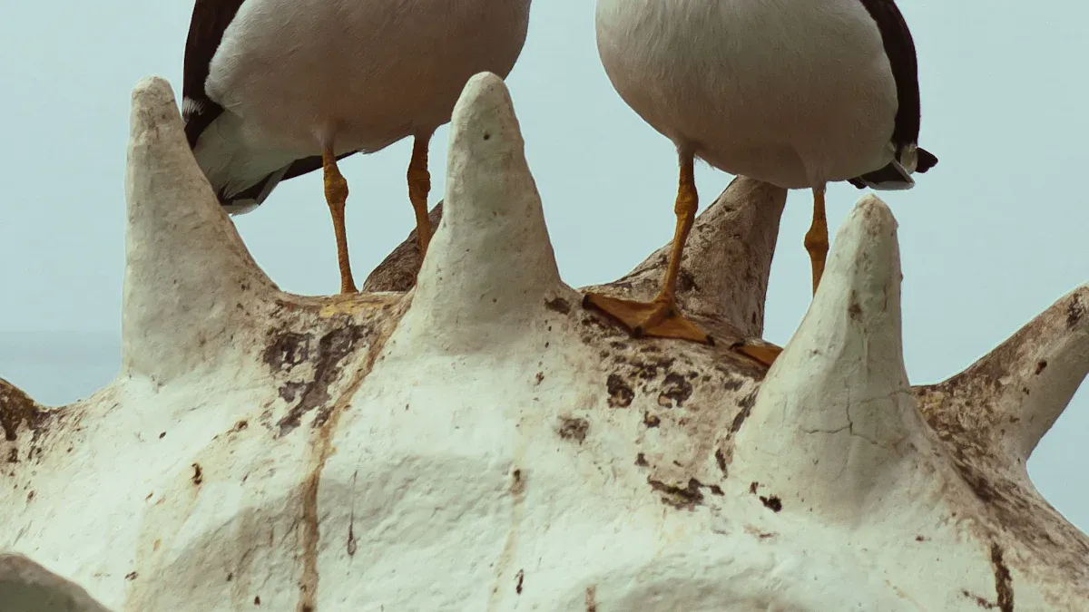 Gull Identification Chart: 11 Common Seagull Species Guide