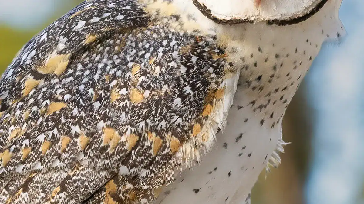 Key Owl Feather ID Characteristics