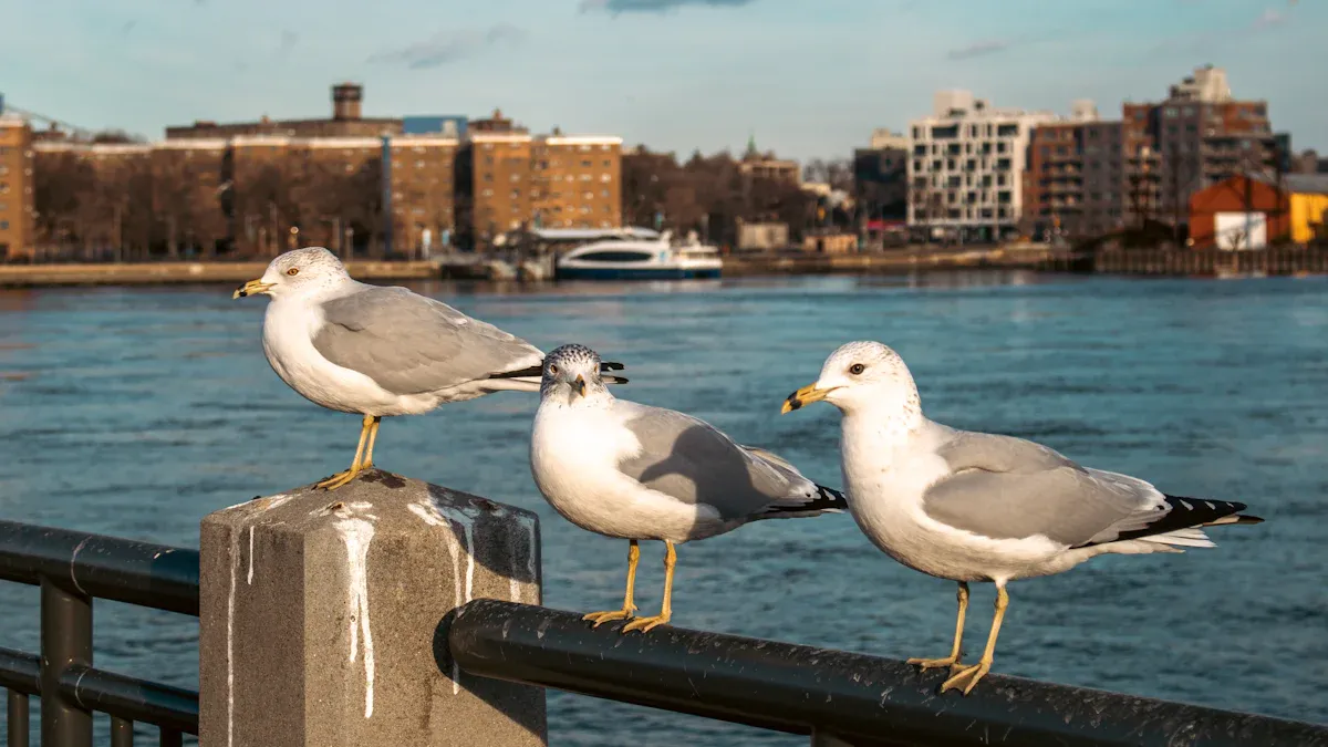 Gull Identification Chart: 11 Common Species