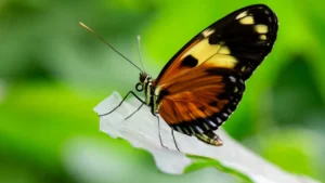 Butterfly Identification Chart: 15 Gorgeous Species to Discover