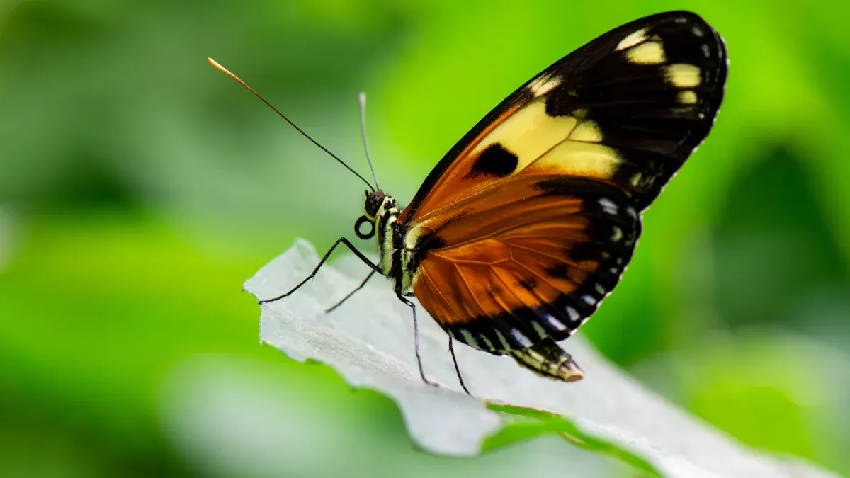 Butterfly Identification Chart: 15 Gorgeous Species to Discover