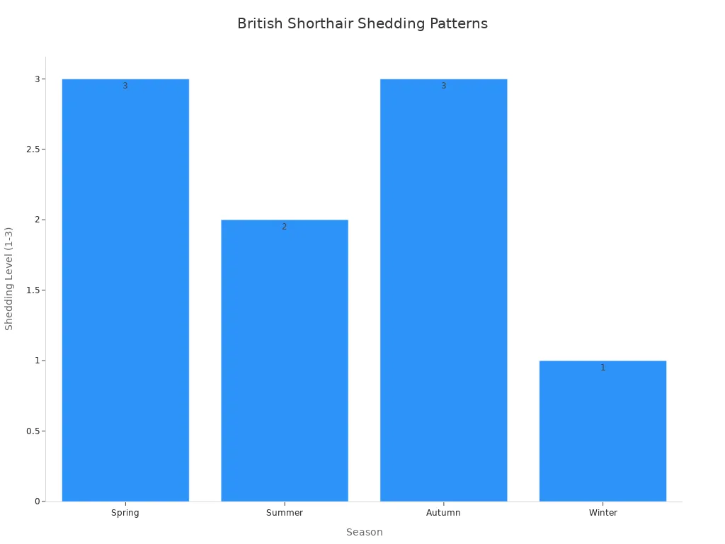 A bar chart showing the shedding levels of British Shorthair cats across different seasons, with Spring and Autumn having high shedding, Summer moderate, and Winter low.