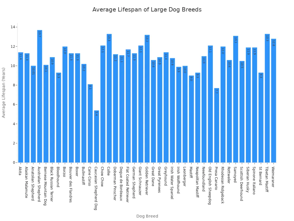 A bar chart showing the average lifespan in years for various large dog breeds.