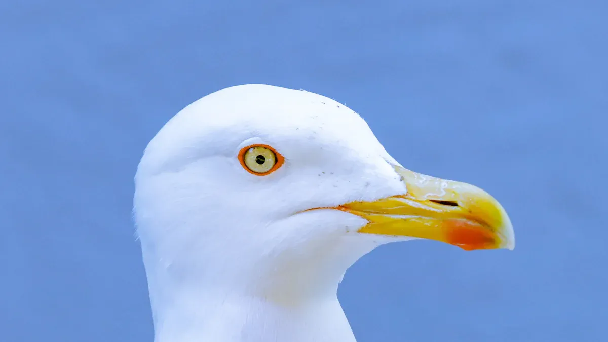 Key Gull Identification Features