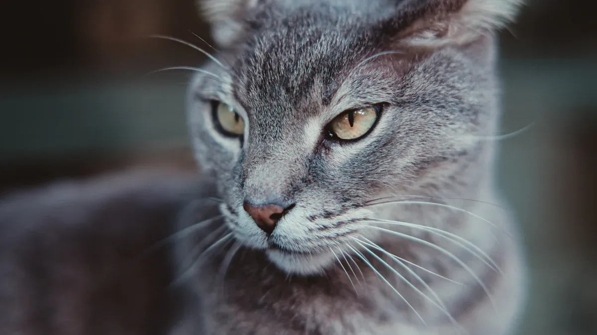 Short-Haired Cat Breeds: Low Maintenance