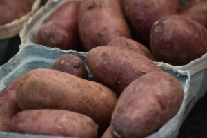 dogs and sweet potato fiber