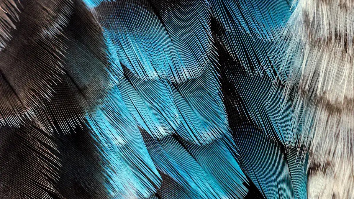 Fact 2: Eagle Feather Coloration & Patterns