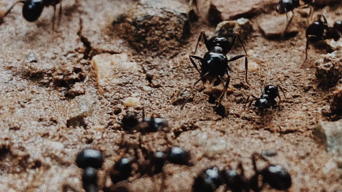 Ant Identification Chart: 10 Common Ants