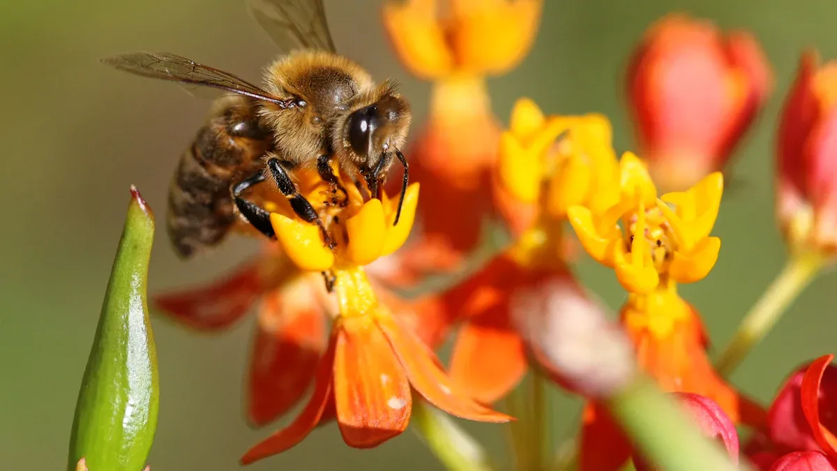 Bee Identification Chart: 14 Essential Types of Bees and Wasps