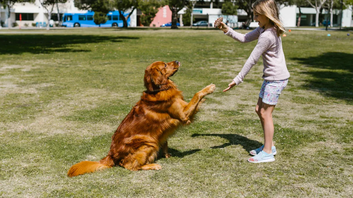 Why Teach Dog Tricks?