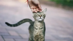 Cat Petting Chart: 10 Best & Worst Places to Pet Your Cat