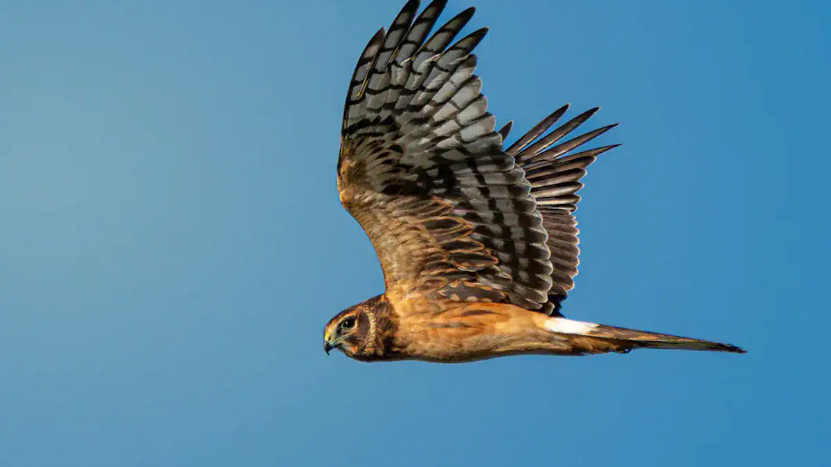 Fact 8: How to Identify an Eagle Feather: Raptor Distinctions