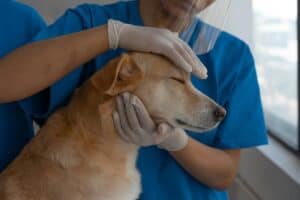 febreze not safe for dogs