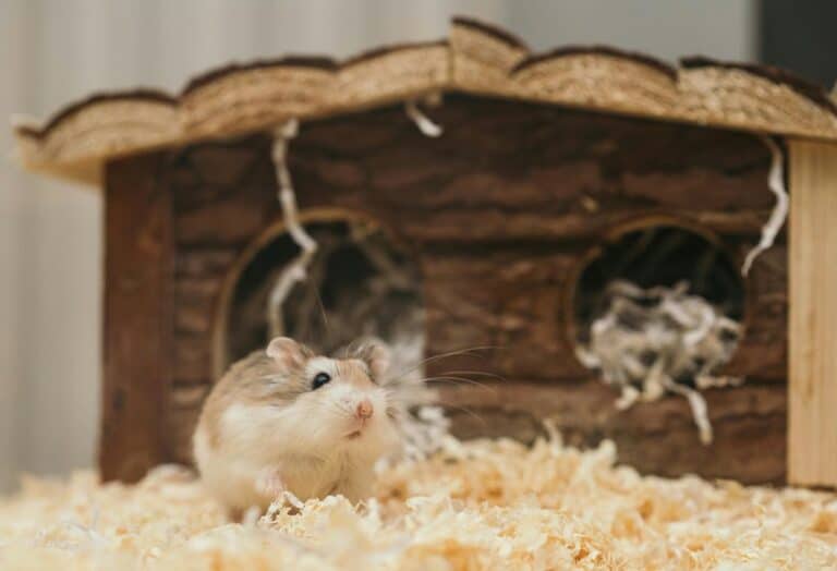 weekly hamster cage cleaning