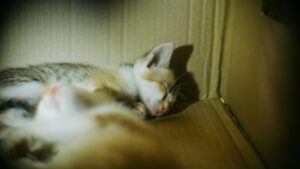 cat behavior and concerns